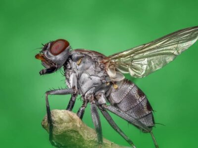 mouche d'été fond vert