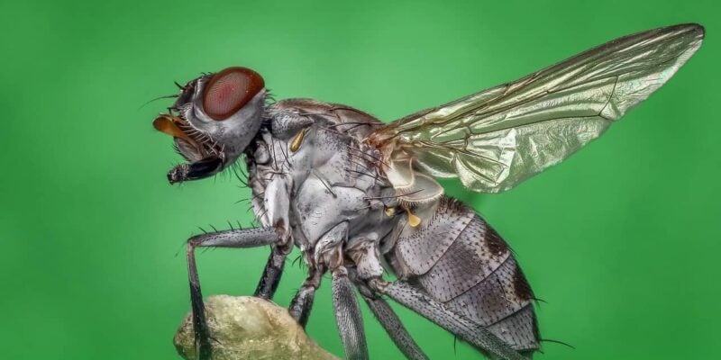 mouche d'été fond vert