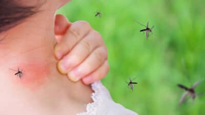moustique et nouvelle classe insecticide