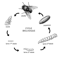 Cycle biologique de la mouche