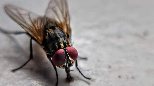 Mouche alimentaire