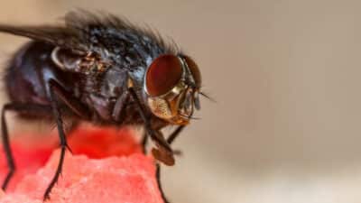 7 conseils pour gestion mouches a viande