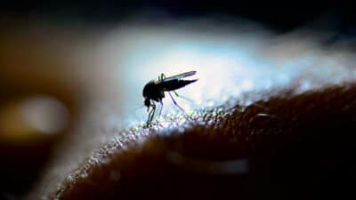 photo de moustique sur une peau humaine