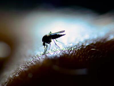 photo de moustique sur une peau humaine