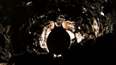 new-york guerre contre rats