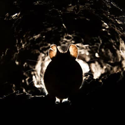new-york guerre contre rats