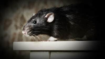 Augmentation du nombre rats