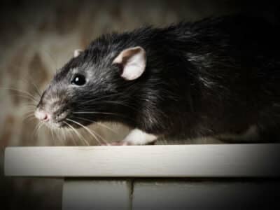 Augmentation du nombre rats