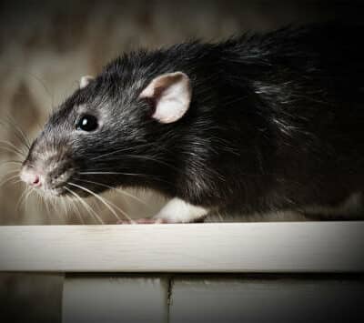 Augmentation du nombre rats