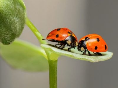 coccinelles en equilibre sur une plante