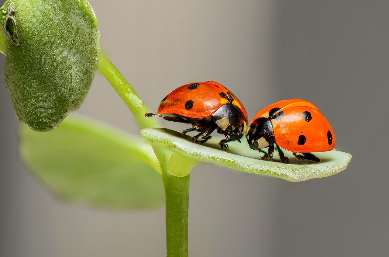 coccinelles en equilibre sur une plante