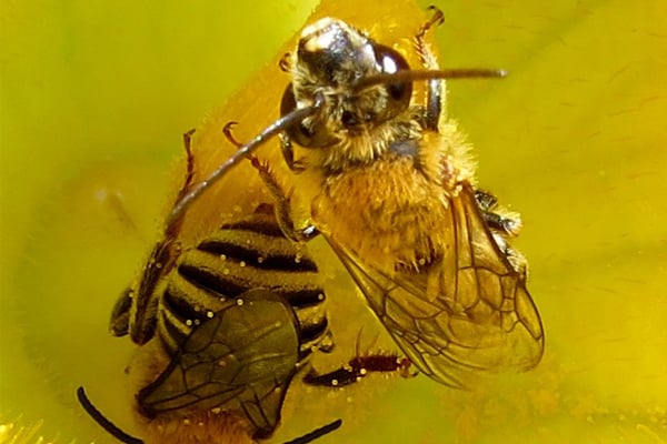 Deux abeilles fouisseuses butinant une fleur jaune