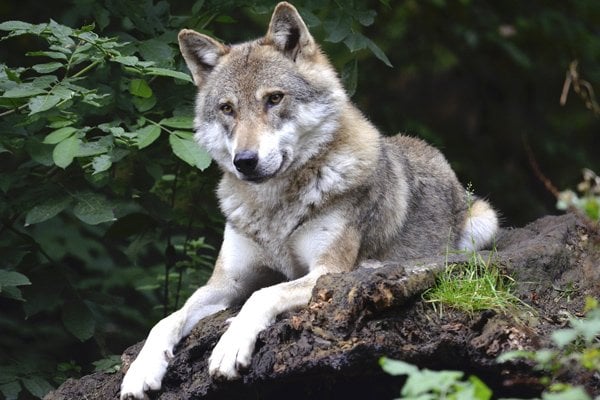 Loup à l’extérieur dans la nature