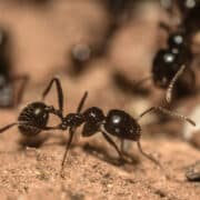 Lutte contre les fourmis