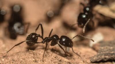 Lutte contre les fourmis