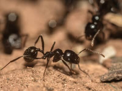 Lutte contre les fourmis