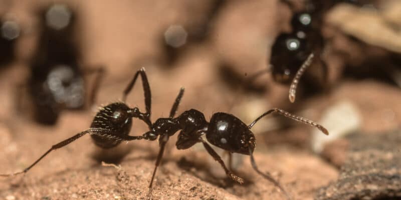 Lutte contre les fourmis