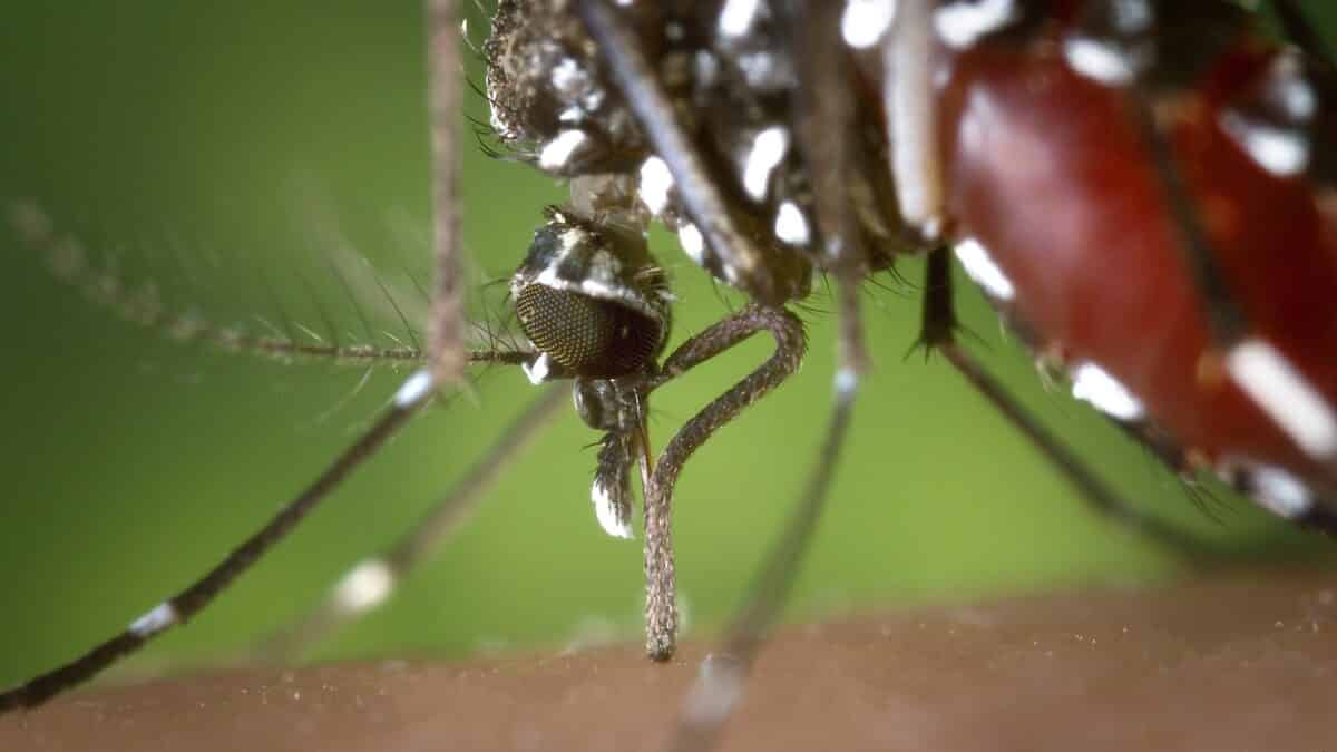 gros plan du moustique Aèdes aegypti