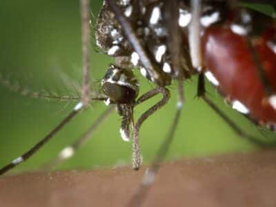 gros plan du moustique Aèdes aegypti