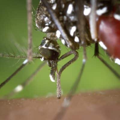 gros plan du moustique Aèdes aegypti