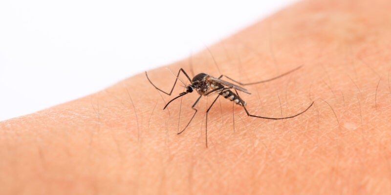 Moustique tigre piquant la peau humaine