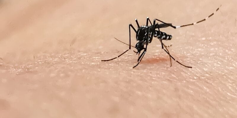 Moustique tigre en gros plan piquant la peau