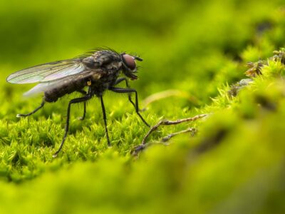 Une mouche domestique dans la nature