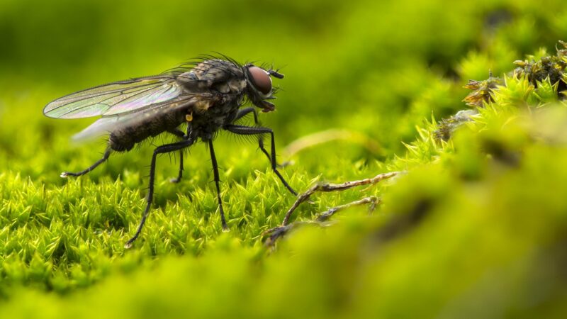 Une mouche domestique dans la nature