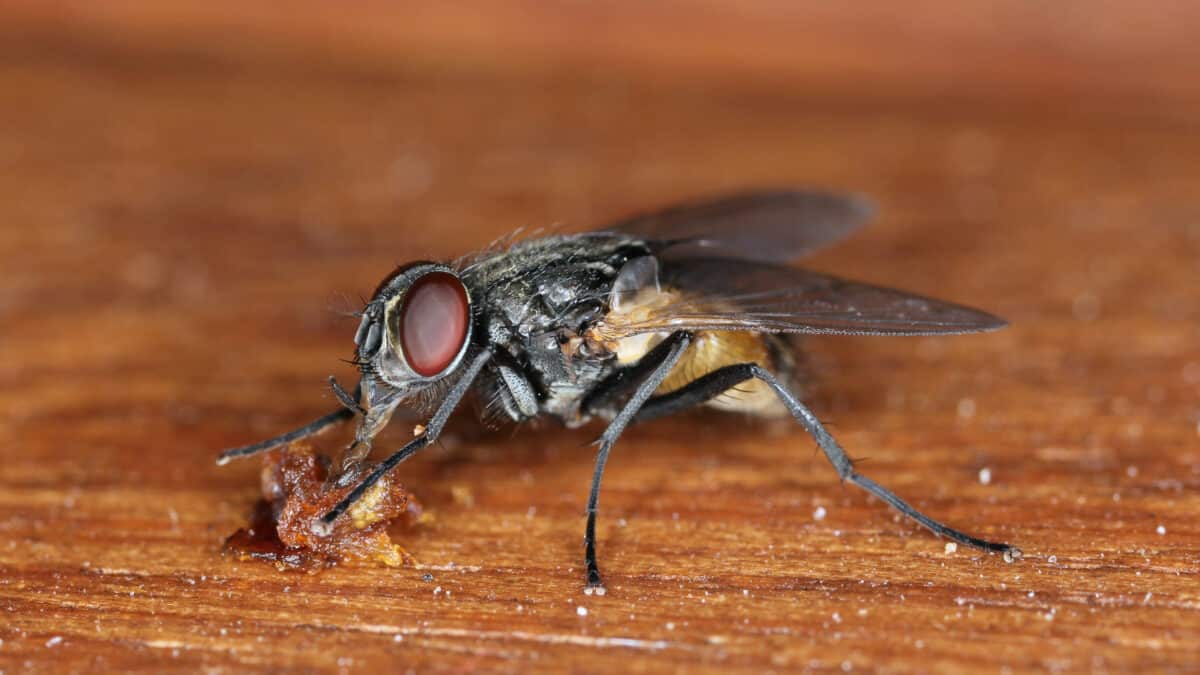 La mouche domestique Musca domestica, qui peut trasnmettre des agents pathogènes