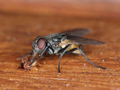 La mouche domestique Musca domestica, qui peut trasnmettre des agents pathogènes