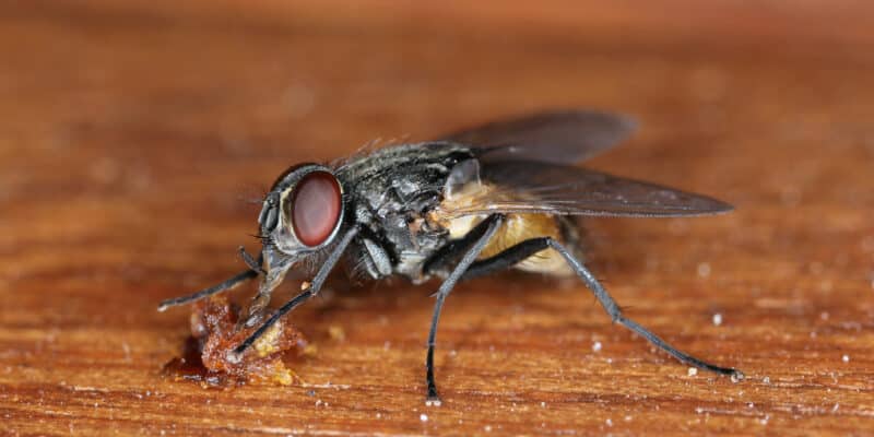 La mouche domestique Musca domestica, qui peut trasnmettre des agents pathogènes