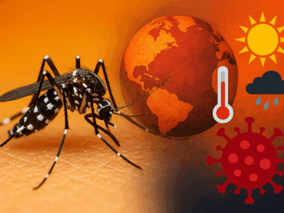 Moustique tigre et changement climatique, augmentation des risques de maladies