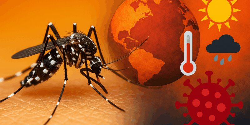 Moustique tigre et changement climatique, augmentation des risques de maladies
