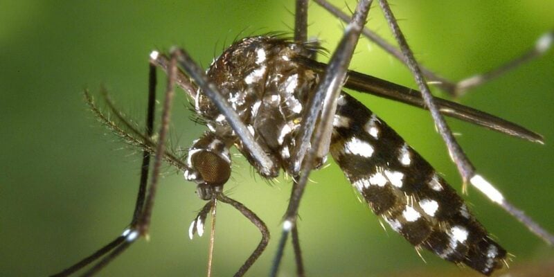 gros plan moustique tigre