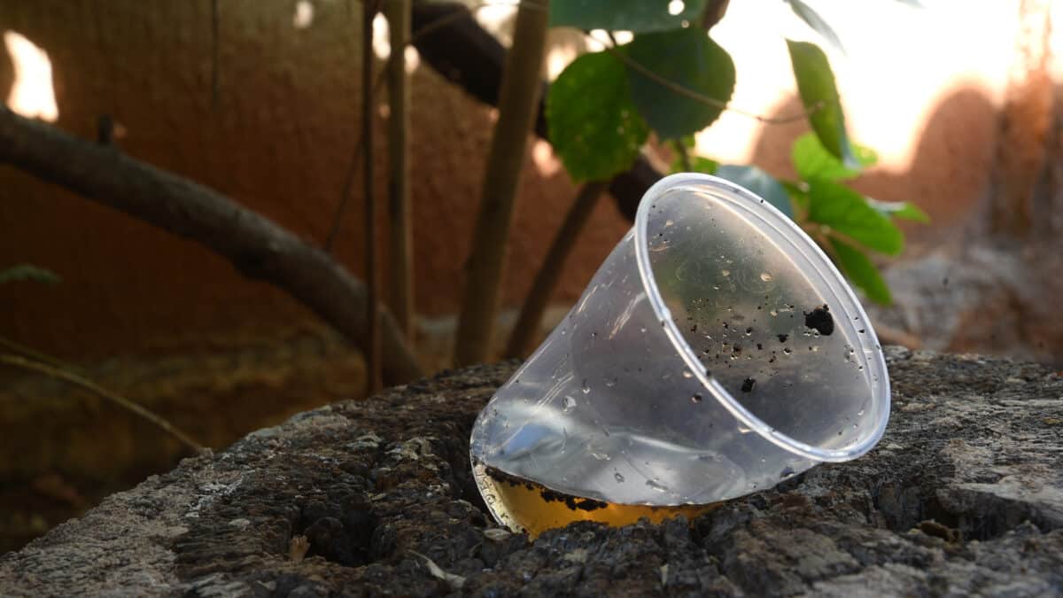vue rapprochée d'un verre en plastique abandonné avec de l'eau stagnante à l'intérieur. moustiques dans les gîtes larvaires potentiels. transmission de maladies prolifération d'aedes albopictus, dengue, chikungunya, virus zika