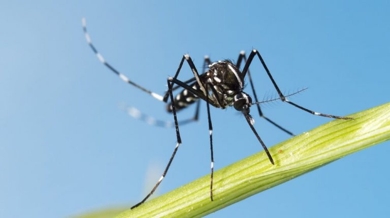 Moustique tigre sur une plante