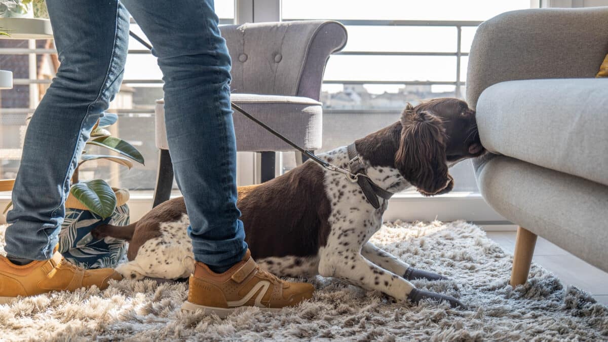 Chien détecteur de punaises de lit
