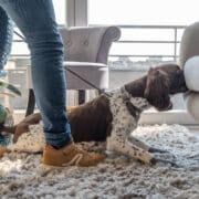 Chien détecteur de punaises de lit