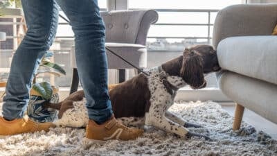 Chien détecteur de punaises de lit