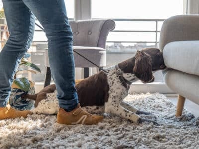 Chien détecteur de punaises de lit