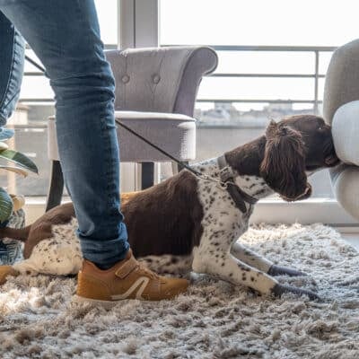 Chien détecteur de punaises de lit