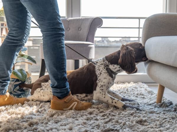 Chien détecteur de punaises de lit