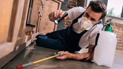 Puces et tiques en intérieur