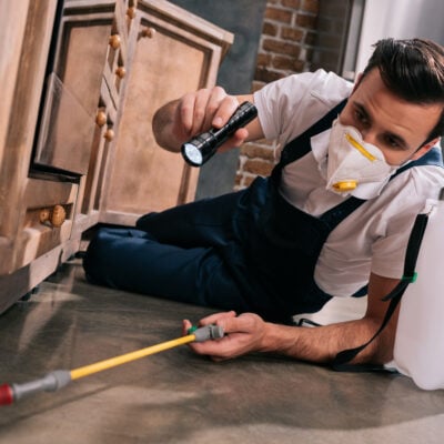 Puces et tiques en intérieur
