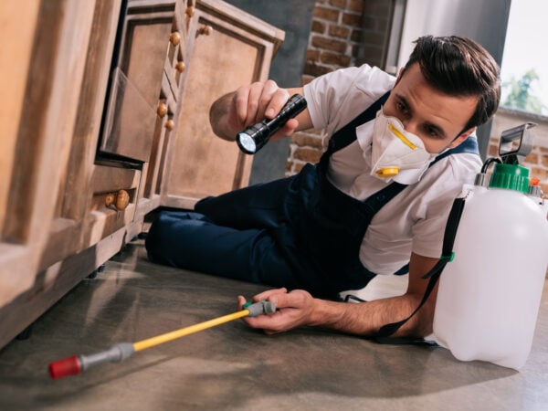 Puces et tiques en intérieur