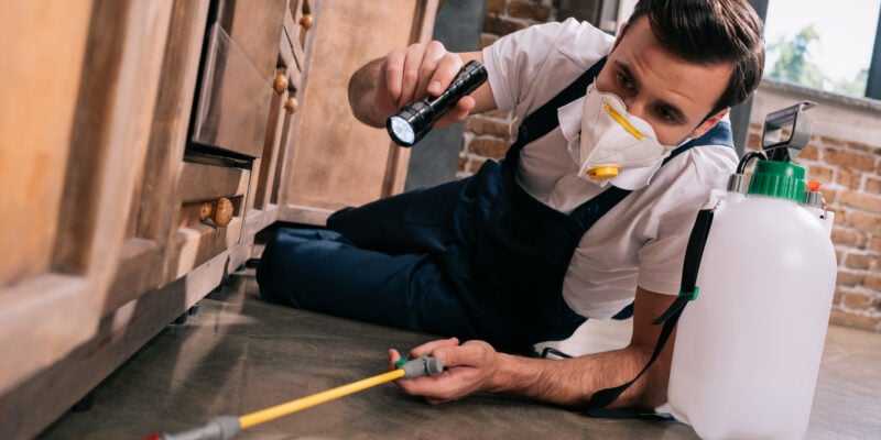 Puces et tiques en intérieur