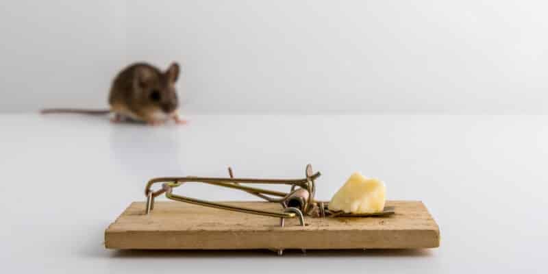 Piège à souris avec appât au fromage et petite souris floue en arrière-plan