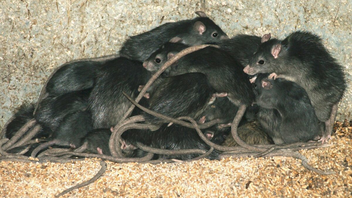 Photo de rats, présentation du blog de Pierre Falgayrac