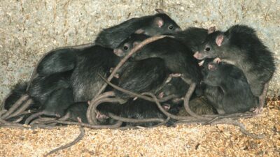 Photo de rats, présentation du blog de Pierre Falgayrac