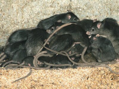 Photo de rats, présentation du blog de Pierre Falgayrac